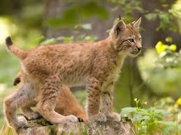 photo lynx