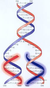 dna strands