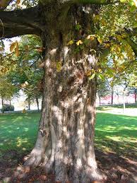 aesculus hippocastanum horse chestnut