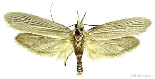 wool moths