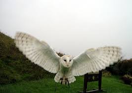 big owls