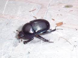 beetles uk