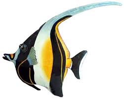 fish wall decoration