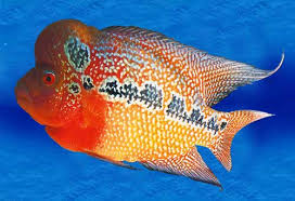 flowerhorn fish
