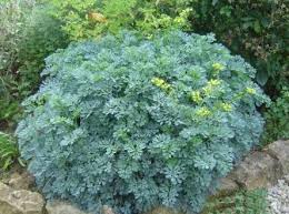 ruta graveolens plant