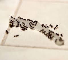 wool moths