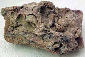 utah fossils