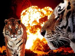 tigre animal