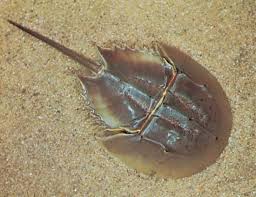 morton bay bugs
