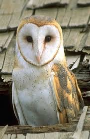 barn owls