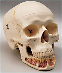 anatomy skull model