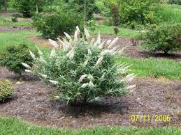 buddleia davidii