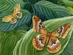 pictures of moths