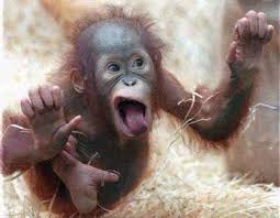 3 monkey