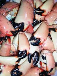 stone crab