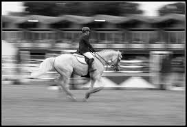 horses in motion