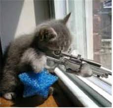 crazy kittens