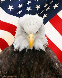 bald eagle flag