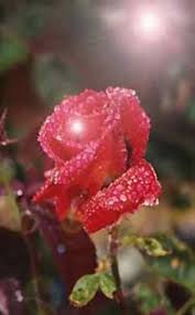 rosée