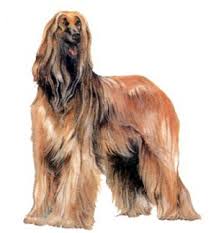 afghan hound dog