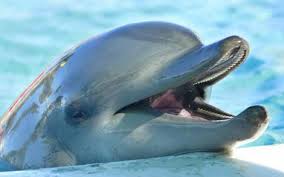 real dolphins