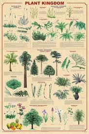 botanical poster