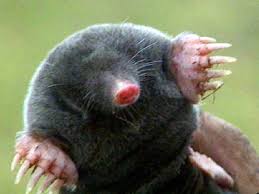 star nosed moles