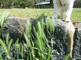 barley dog
