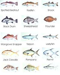 freshwater fish identification
