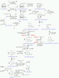 enzyme kinetic