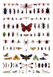 insect poster