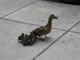 pet duck