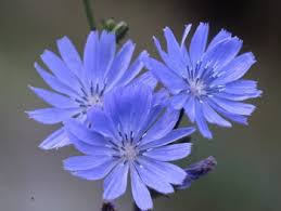 chicory plants