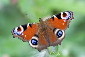 peacock butterflies