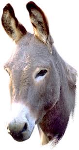 كمــ    حمـــــار   صدافــــت فيــــ   حياتكـــ Donkey2