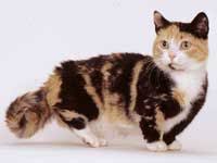 munchkin cats