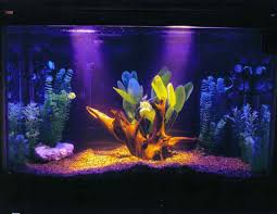 fish freshwater
