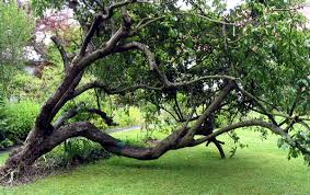 pictures of different plum trees