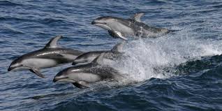 pacific white sided dolphin pictures