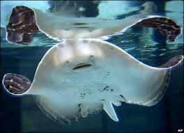 rays fishes