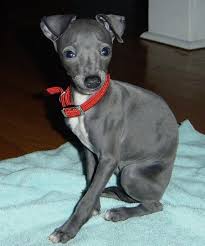 italian greyhound