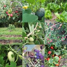 edible forest gardening