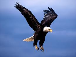 image aigle
