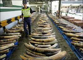tusks of elephants
