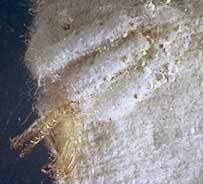wool moths
