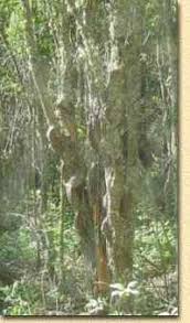 diamond willow tree