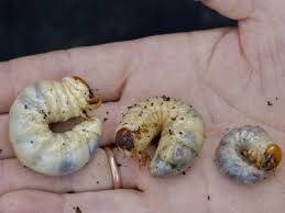beetle larvae pictures