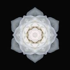 white rose flower