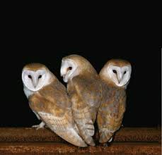 barn owls