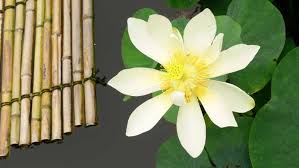 temple flower